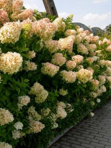 hort wysokie